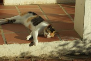 sleeping-cat-1913336_1920